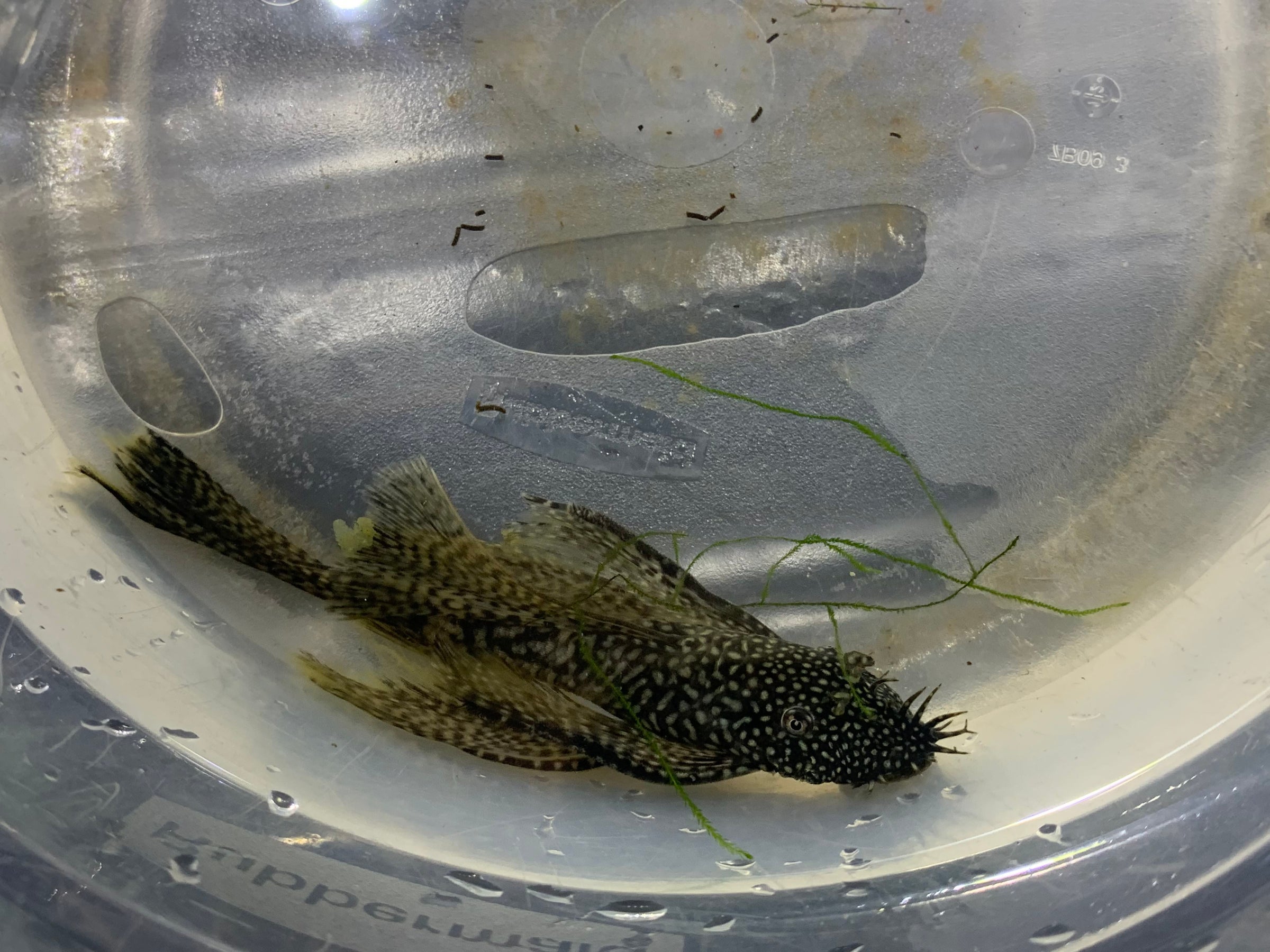 Longfin Chocolate Bristlenose Pleco (Ancistrus Catfish) | Wild