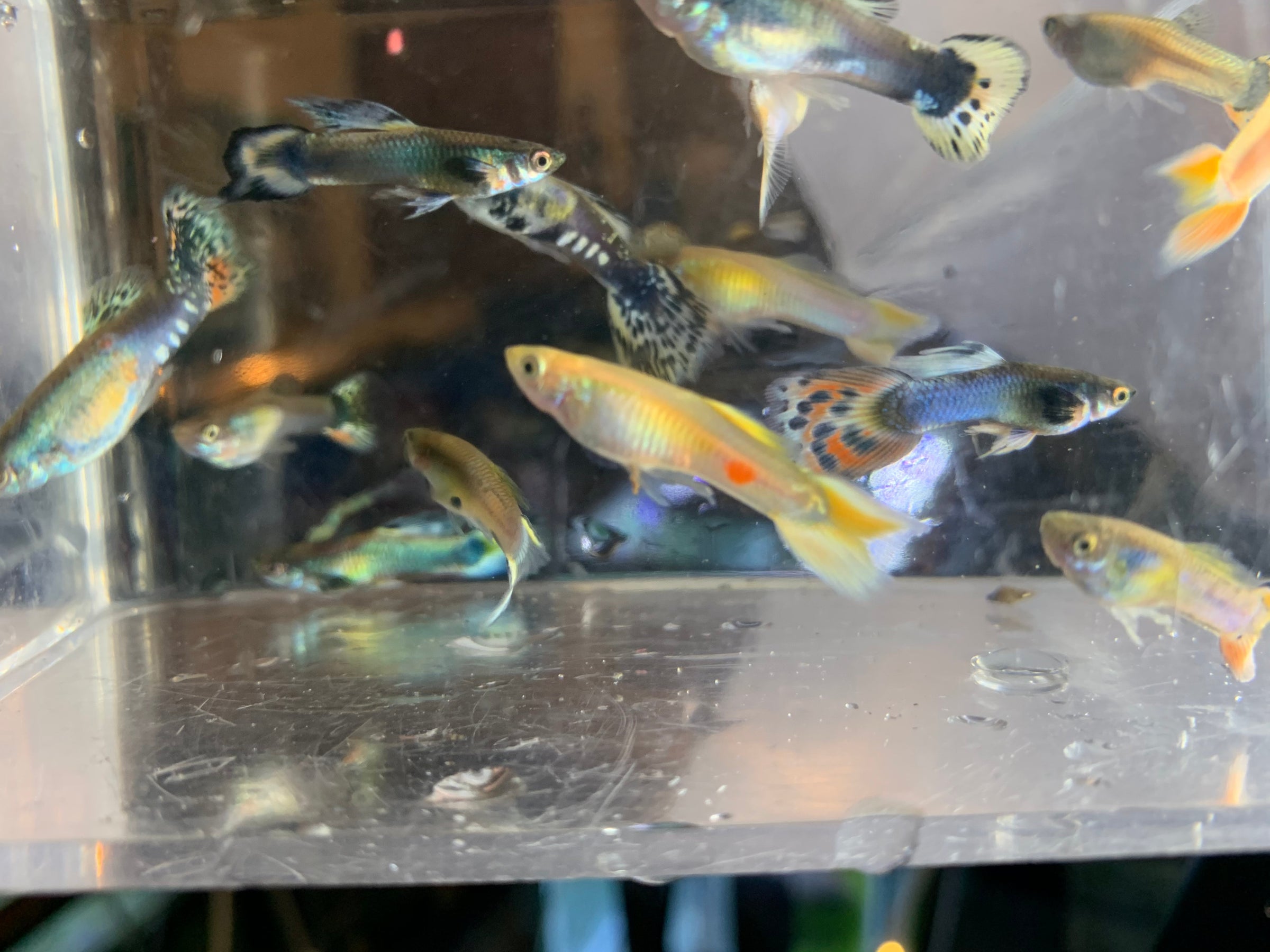 Fancy Mutt Guppies Wild Fish Tanks