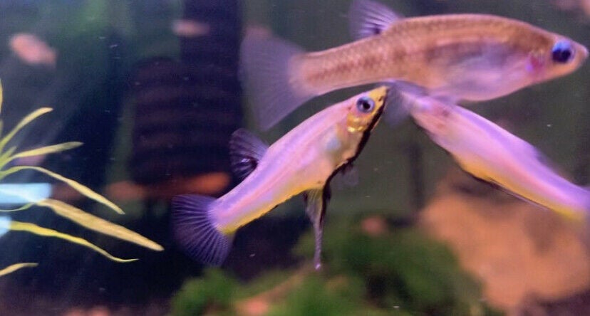 Yellow Belly Blackchin Livebearer (girardinus metallicus) Wild