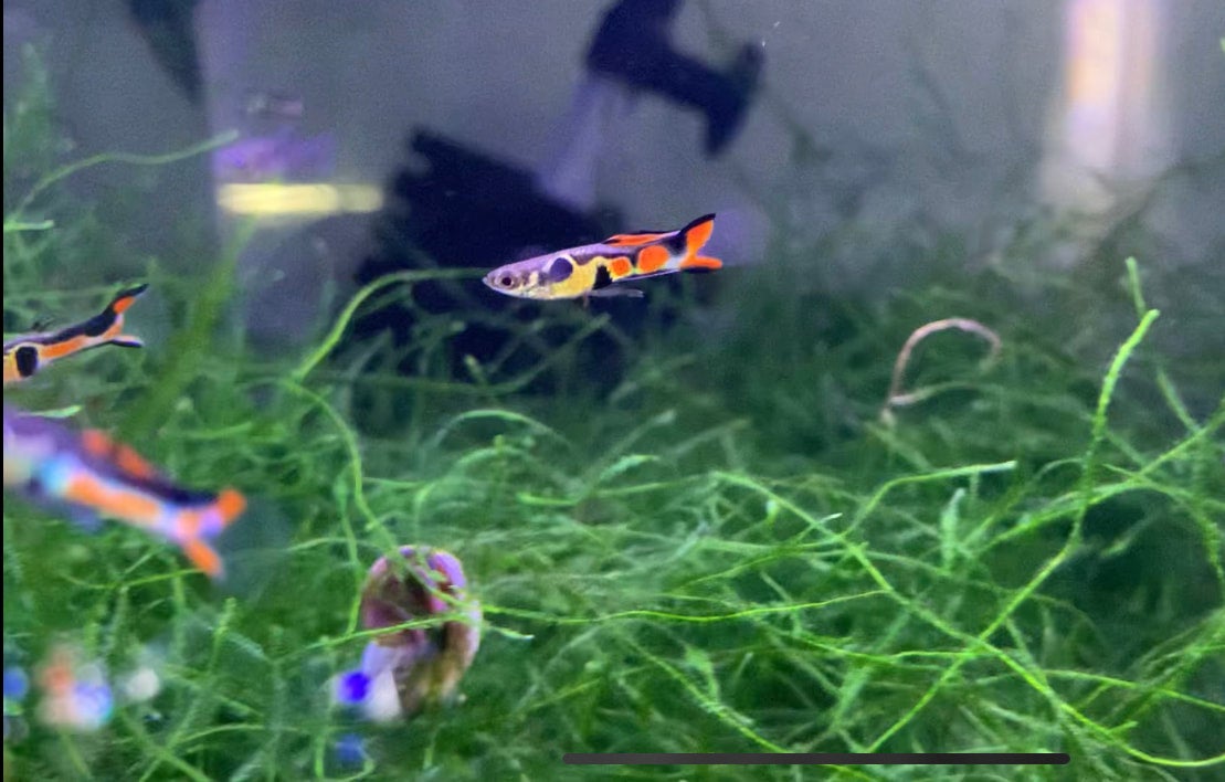 Guppies and Endlers Wild Fish Tanks