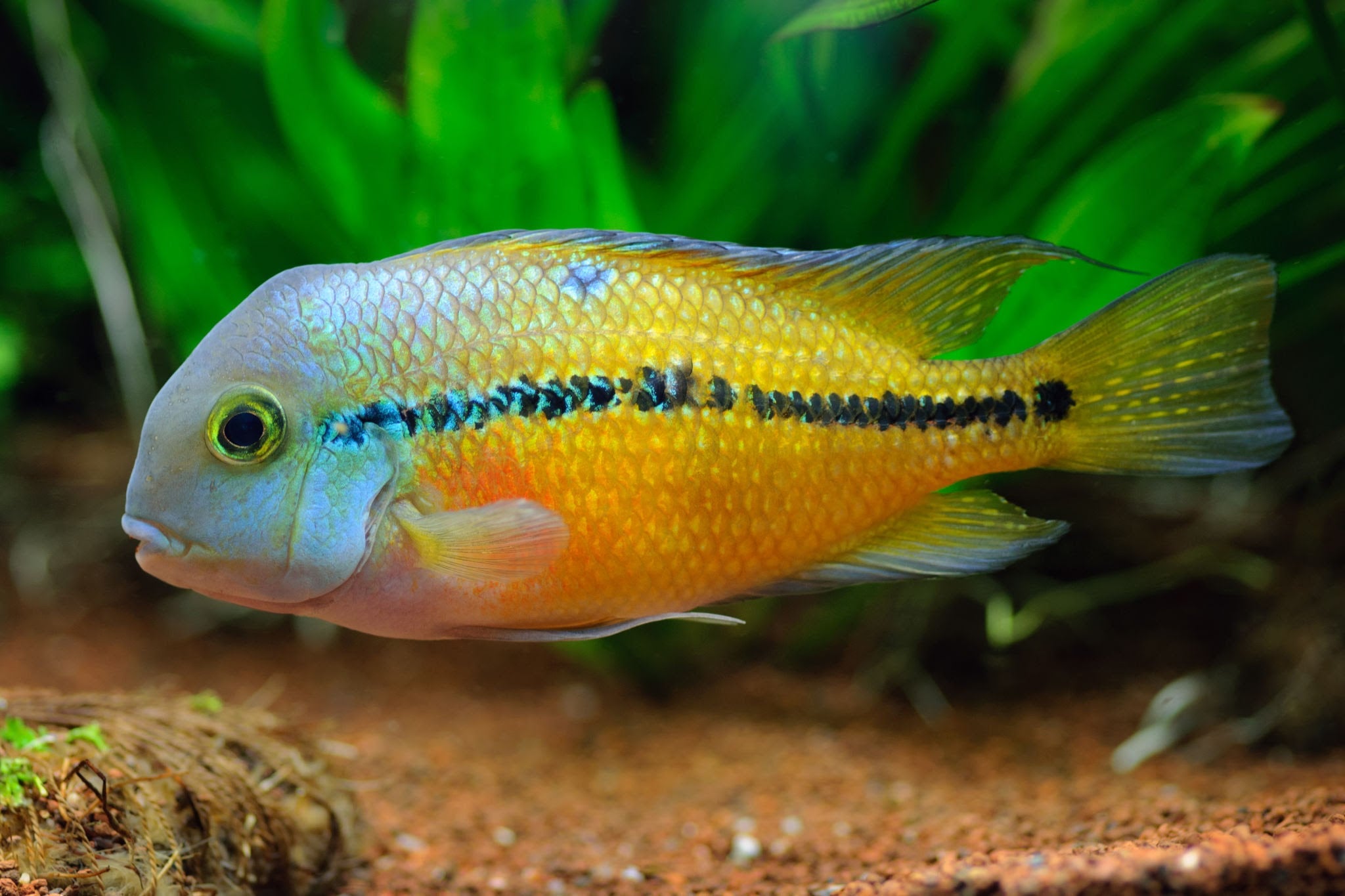 Nicaraguan Cichlid (Hypsophrys nicaraguensis) Macaw Cichlid for sale