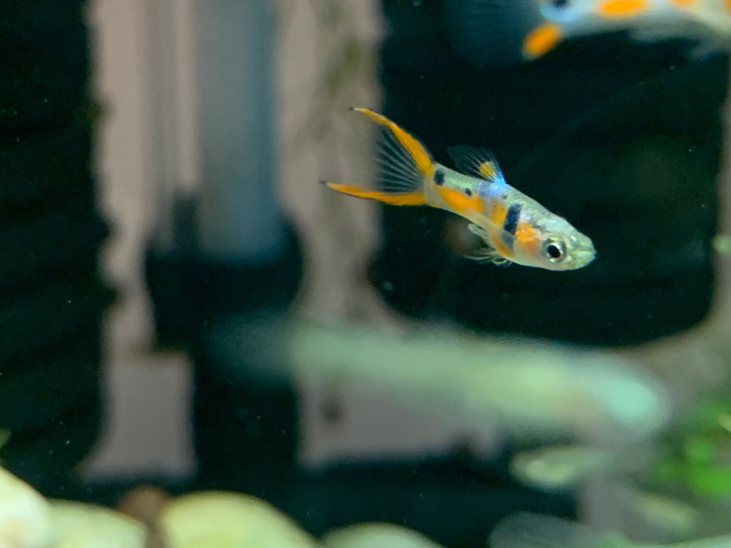 Red Chested Double Sword Tail Endler | Wild Fish Tanks