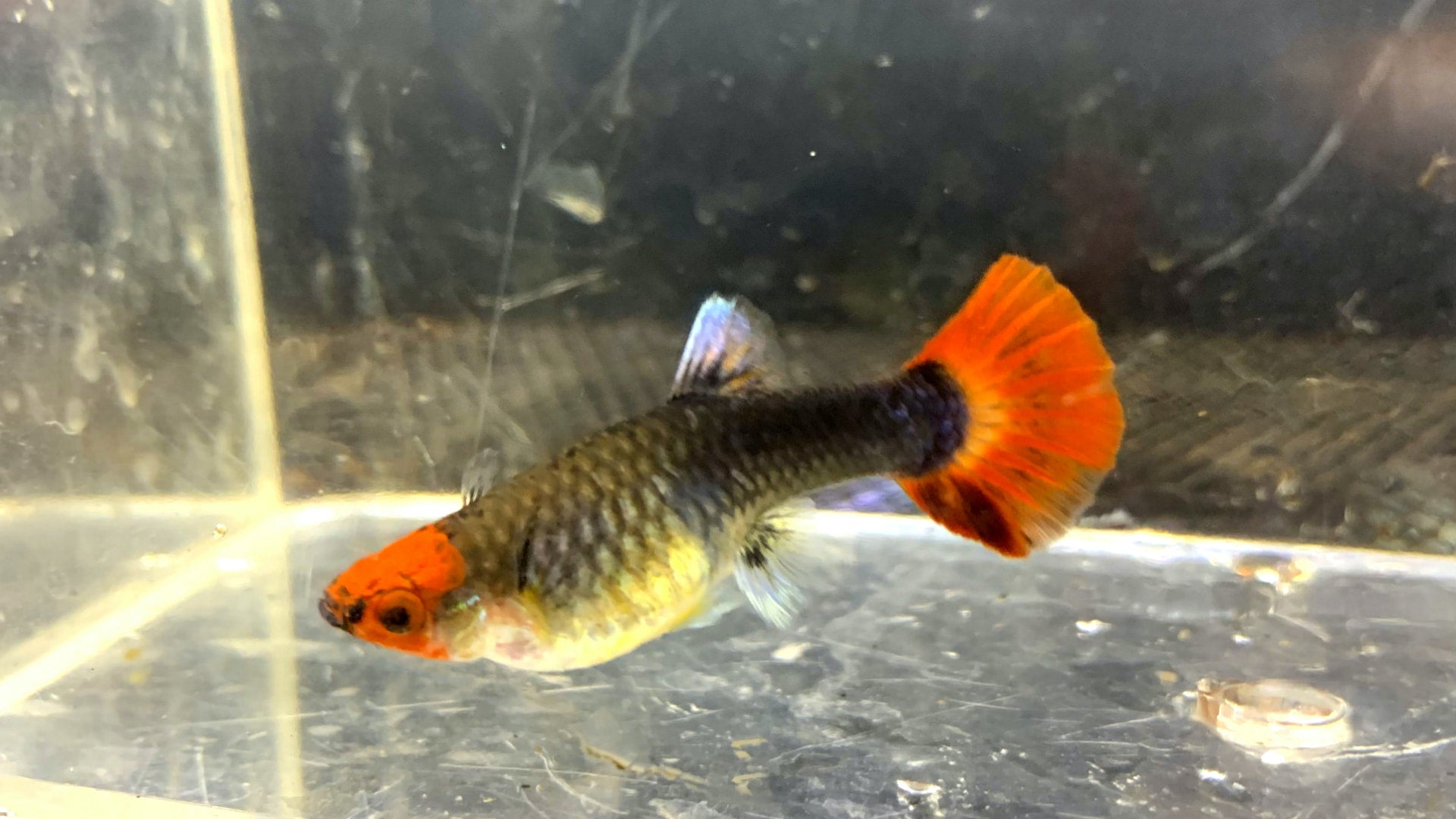 Koi Tuxedo Guppy | Wild Fish Tanks