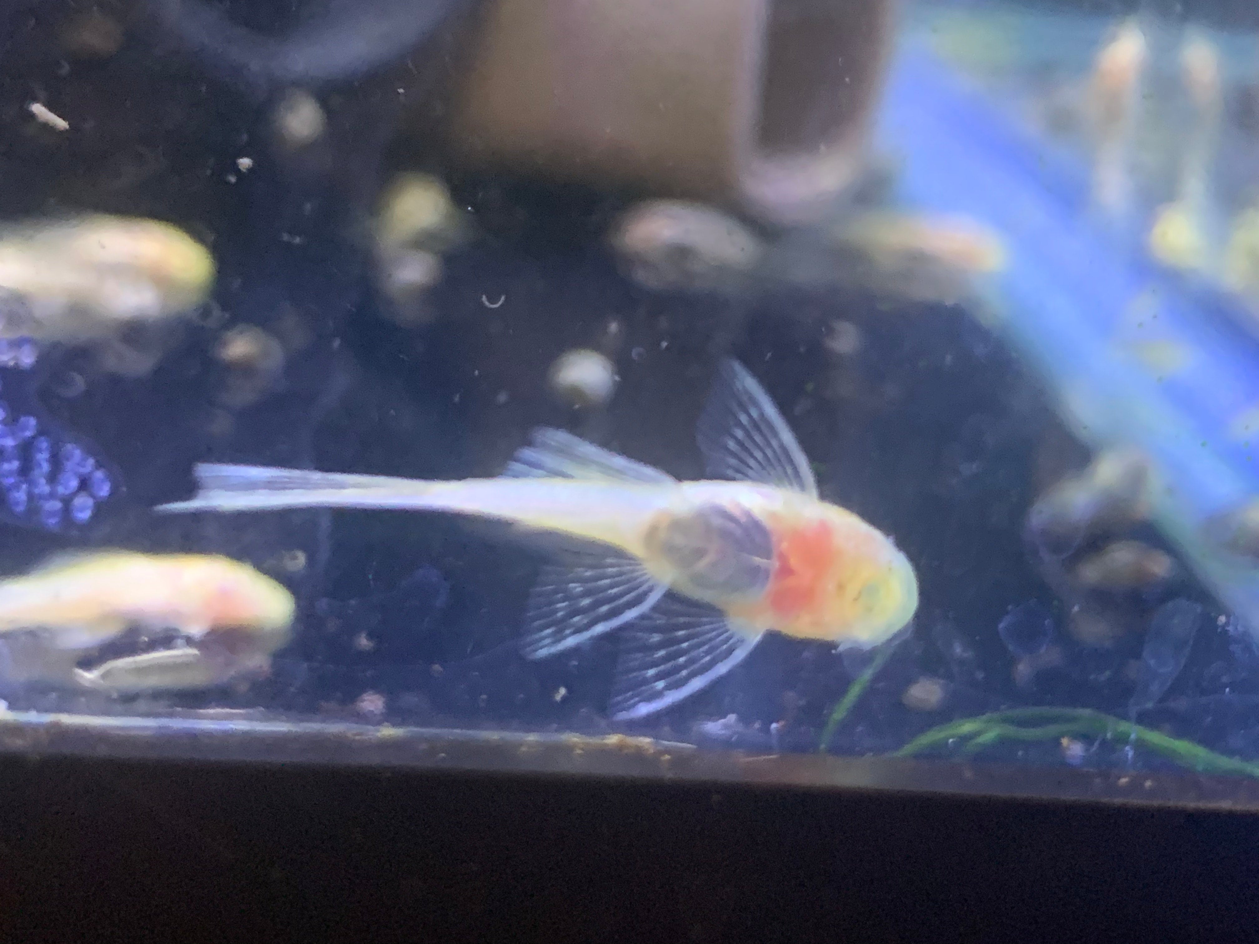 Longfin Albino Bristlenose Pleco | Wild Fish Tanks