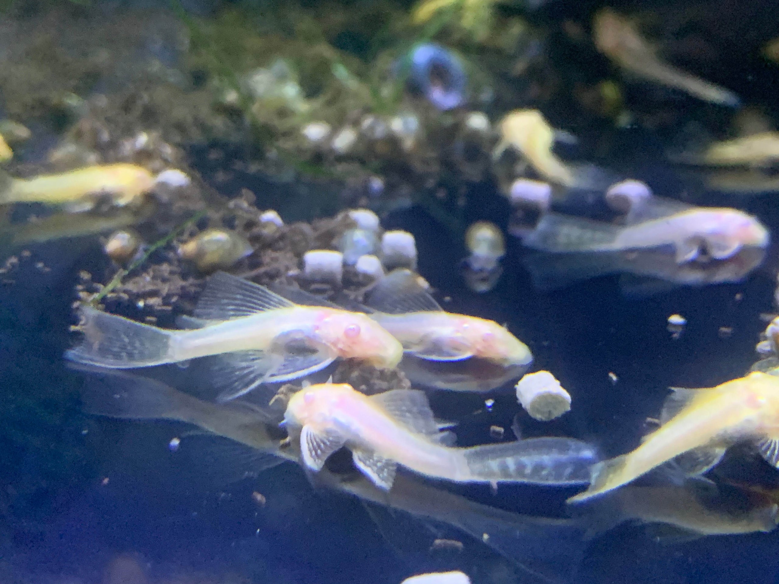 Longfin Albino Bristlenose Pleco Wild Fish Tanks