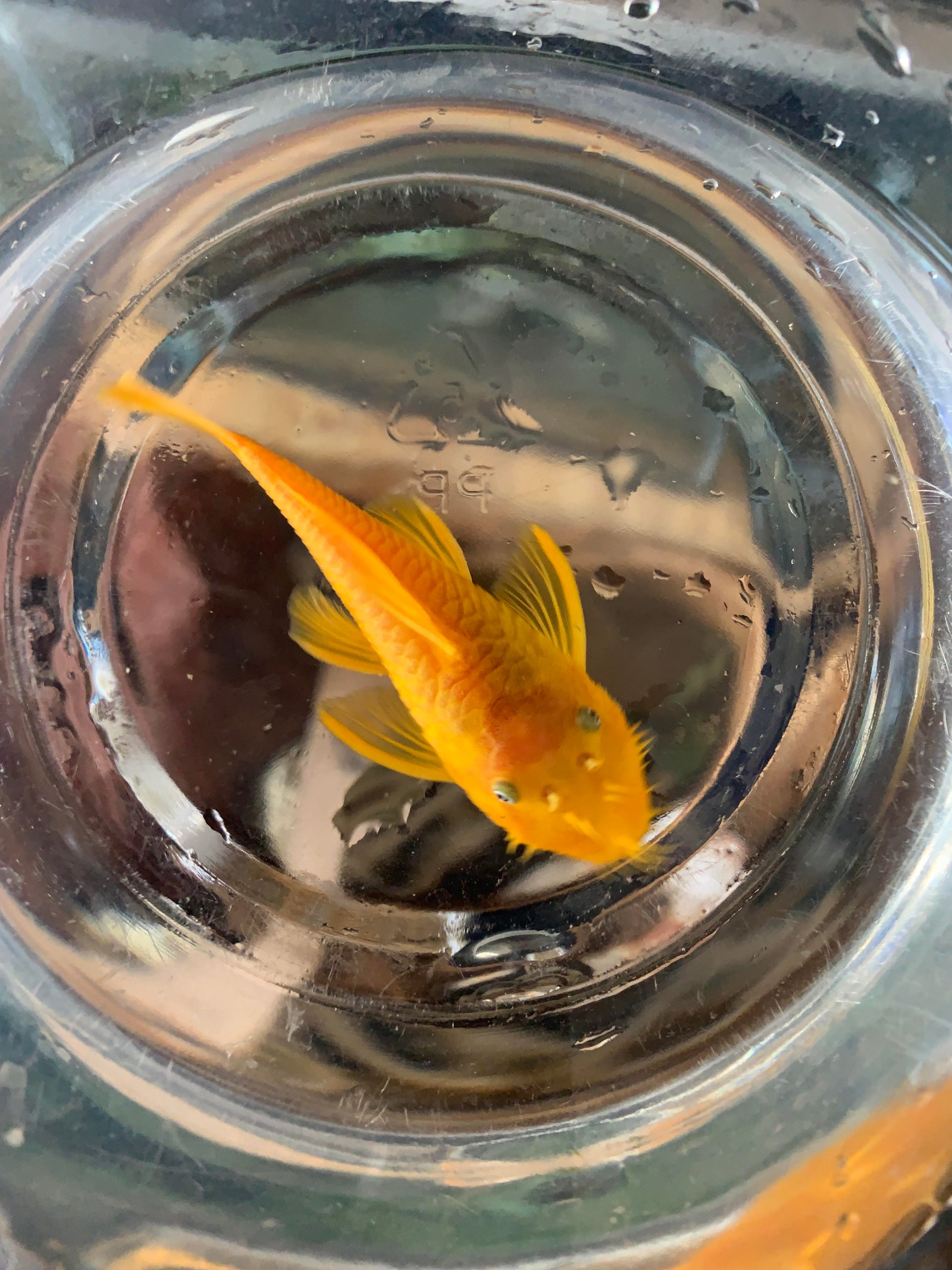 L144A BlueEyed Lemon Bristlenose (Bushynose) Pleco Wild Fish Tanks