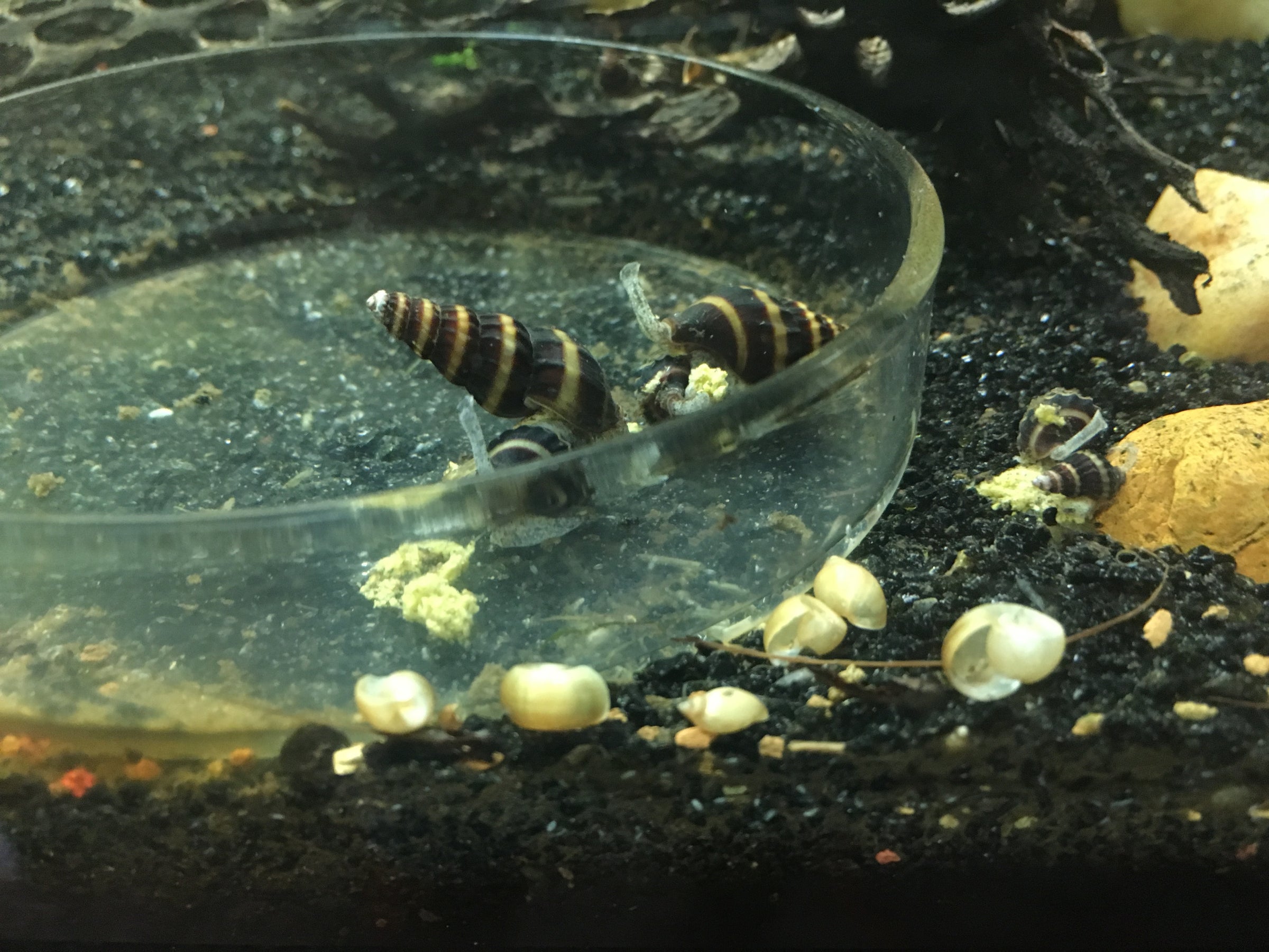 Assassin Snails (Anentome helena) Wild Fish Tanks