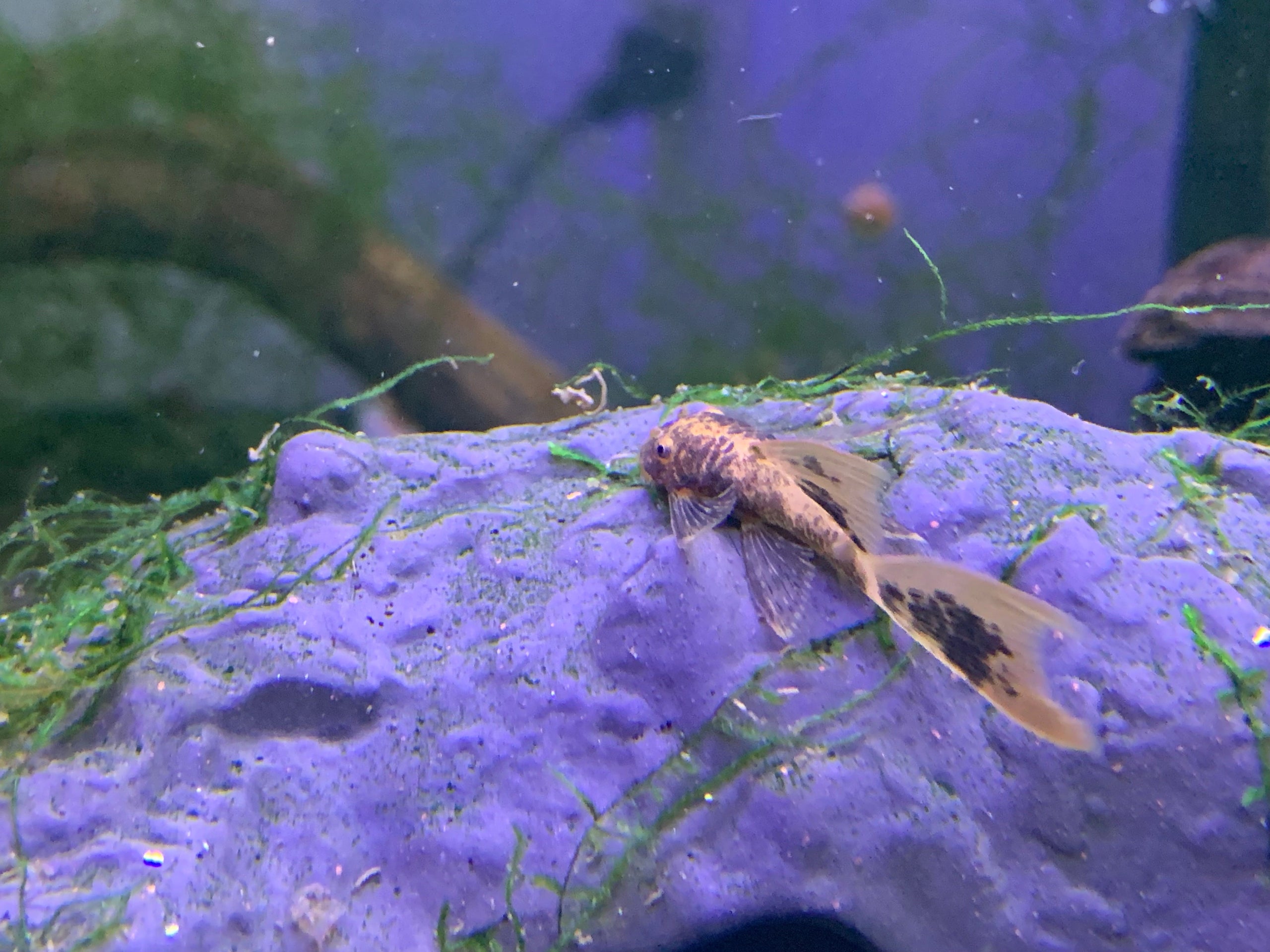 Longfin Super Red Calico Pleco For Sale | Wild Fish Tanks