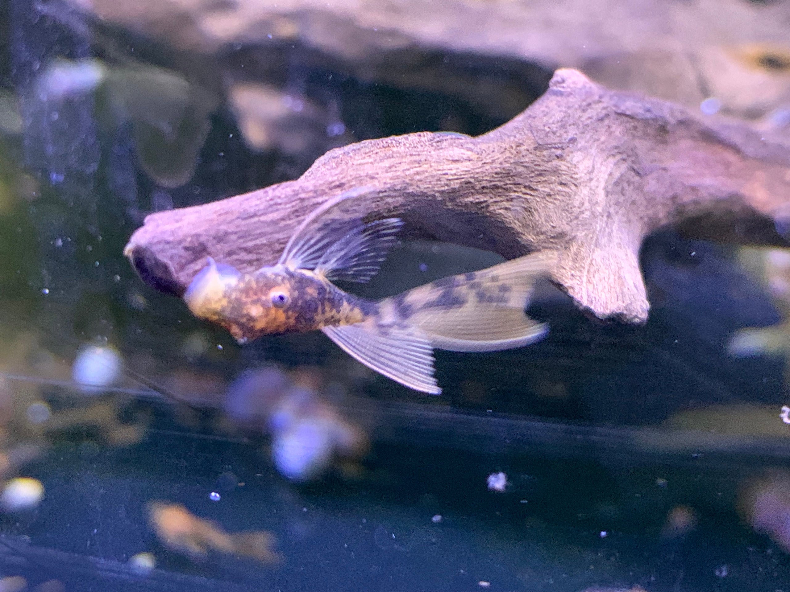 Longfin Super Red Calico Pleco For Sale | Wild Fish Tanks