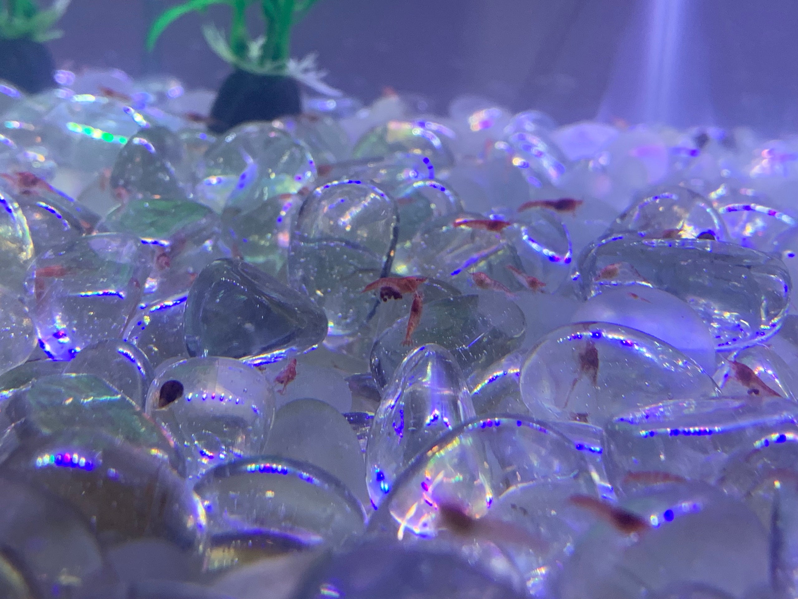 Opae Ula Hawaiian Volcano Brackish Shrimp For Sale Wild Fish Tanks